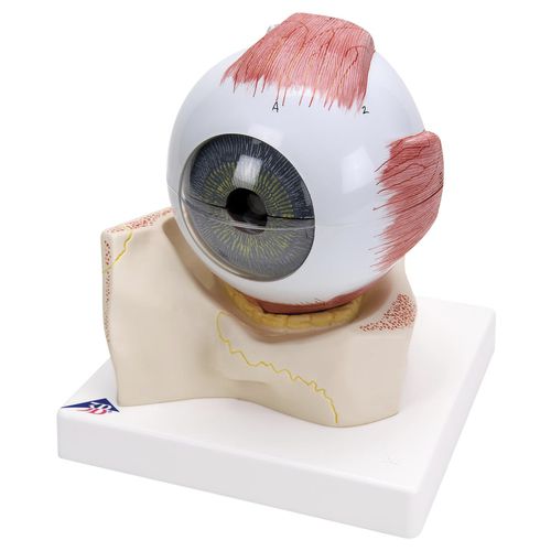 Auge anatomisches Modell - F11  - 3B Scientific   - für die Ausbildung