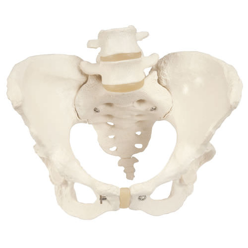 Anatomisches Skelettmodell - A61 - 3B Scientific   - Becken / für die Ausbildung / weiblich