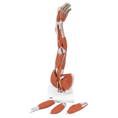 Anatomisches Muskelmodell - M10 - 3B Scientific   - Arm / für die Ausbildung / exartikuliert