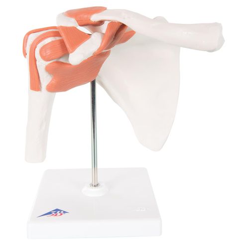 Anatomisches Modell / Gelenk - A80 - 3B Scientific   - Schulter / für die Ausbildung / flexibel