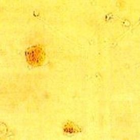 Reagenzkit / als Lösung - LeucoScreen™ - AB Analitica  - Biochemie / für Spermaanalyse