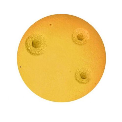 Agargel Reagenz - A7  - ELITech Group  - für Mykologie / Harnstoff / Vitamin