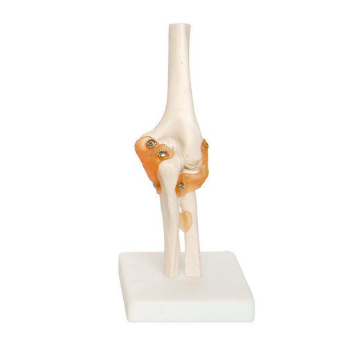 Anatomisches Modell / Ellbogen - EDC210 - EMS Physio - Kunststoff / flexibel