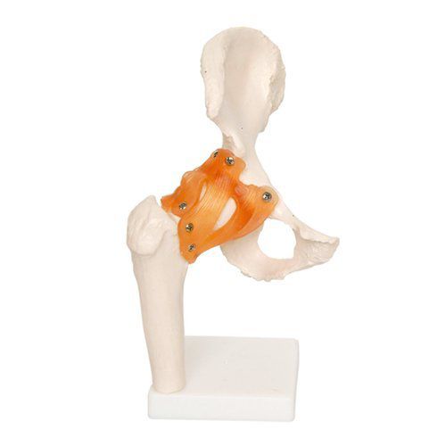 Hüfte anatomisches Modell - EDC208 - EMS Physio - Kunststoff / flexibel