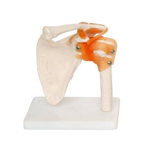 Anatomisches Modell / Schulter - EDC207 - EMS Physio - flexibel