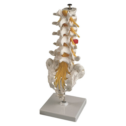 Anatomisches Modell / Lendenwirbel - EDC201 - EMS Physio - flexibel