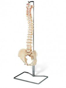 Anatomisches Modell / Becken - EDC204 - EMS Physio - HWS / Wirbel / Nerv