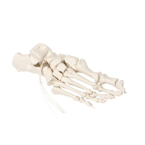 Anatomisches Skelettmodell - 6061 - Erler-Zimmer - Fuß / für die Ausbildung