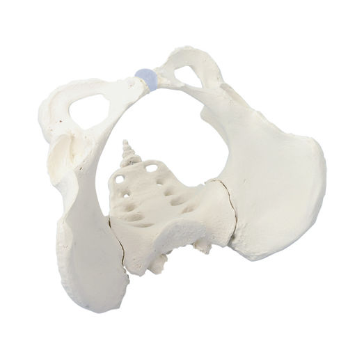 Anatomisches Modell / Gelenk - 4054 - Erler-Zimmer - Becken / Kreuzbein / für die Ausbildung
