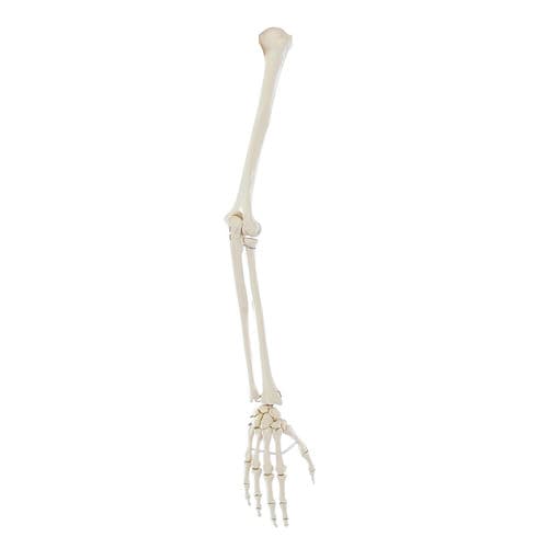Anatomisches Modell / Gelenk - 6012 - Erler-Zimmer - Arm / für die Ausbildung