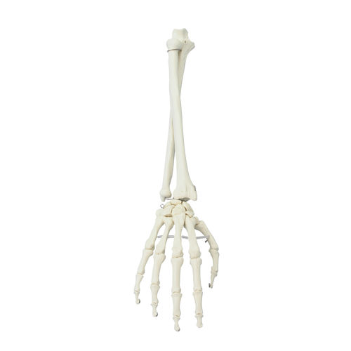 Anatomisches Modell / Radius - 6008 - Erler-Zimmer - Elle / Hand / für die Ausbildung