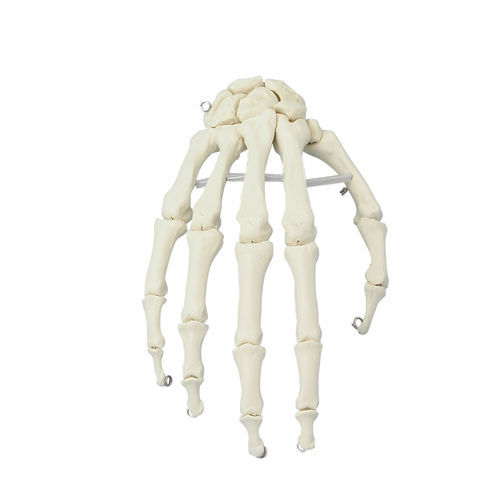 Anatomisches Modell / Hand - 6001 - Erler-Zimmer - für die Ausbildung