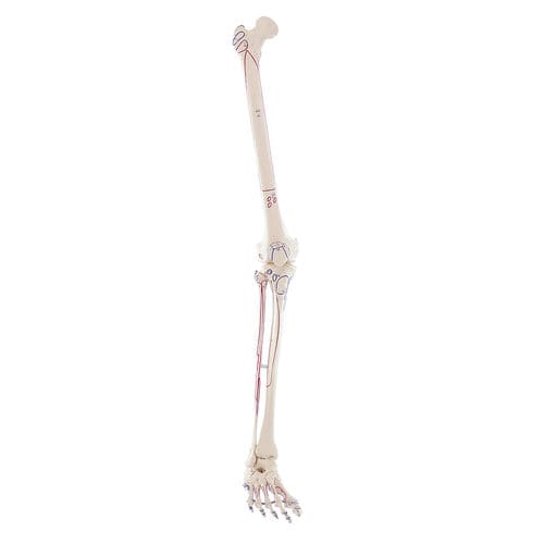 Anatomisches Skelettmodell - 6071 - Erler-Zimmer - Bein / für die Ausbildung / mit Muskelansatz-Markierungen