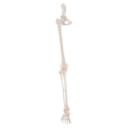 Anatomisches Skelettmodell - 6068 - Erler-Zimmer - Bein / Fuß / für die Ausbildung
