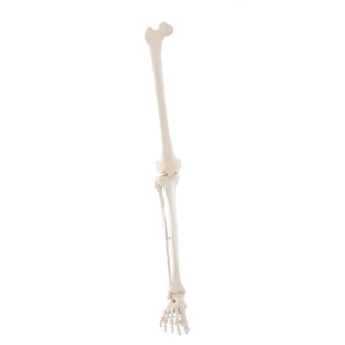 Anatomisches Skelettmodell - 6062 - Erler-Zimmer - Bein / Fuß / für die Ausbildung