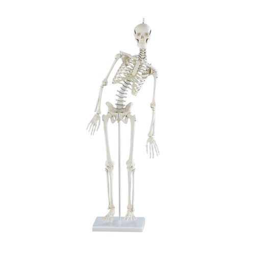 Anatomisches Modell / Gelenk - 3040  - Erler-Zimmer - Skelett / für die Ausbildung / Miniatur