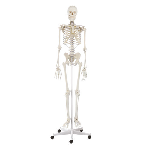 Anatomisches Skelettmodell - Willi - Erler-Zimmer - für die Ausbildung / mit Gelenk