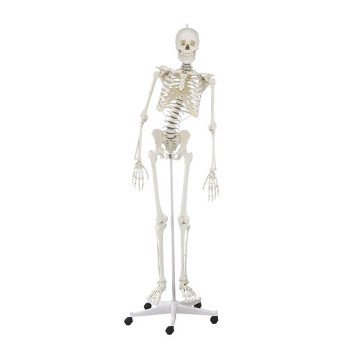 Anatomisches Modell / Wirbelsäule - Hugo - Erler-Zimmer - Gelenk / Skelett / für die Ausbildung