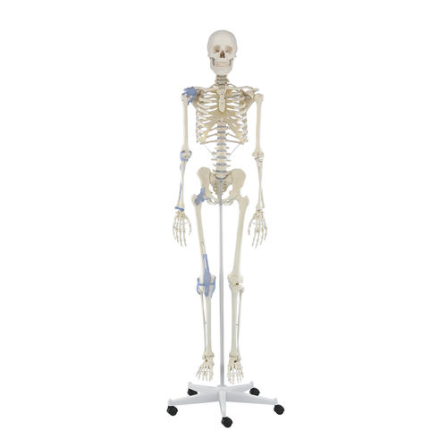Anatomisches Modell / Gelenk - Otto - Erler-Zimmer - Skelett / für die Ausbildung / mit Gelenk