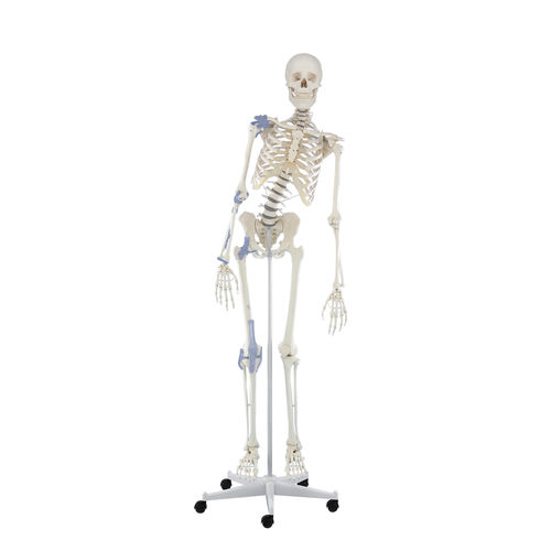 Anatomisches Modell / Wirbelsäule - Toni - Erler-Zimmer - Gelenk / Skelett / für die Ausbildung