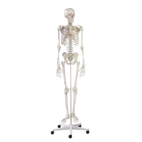 Anatomisches Modell / Gelenk - Arnold - Erler-Zimmer - Skelett / für die Ausbildung / mit Gelenk