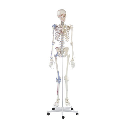 Anatomisches Skelettmodell - Bert - Erler-Zimmer - für die Ausbildung / mit Gelenk / mit Muskelansatz-Markierungen