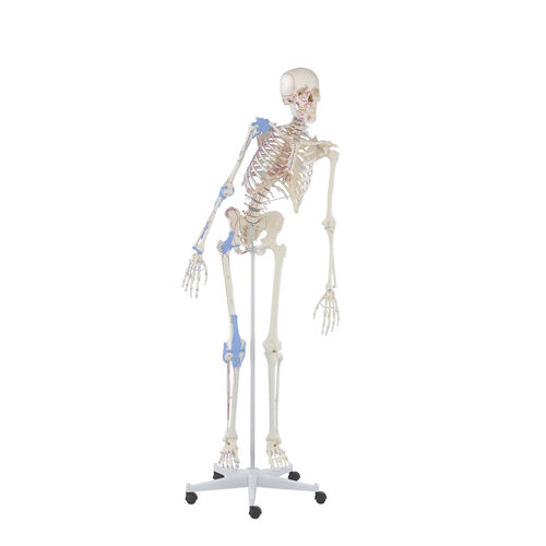 Anatomisches Skelettmodell - Max - Erler-Zimmer - für die Ausbildung / mit beweglicher Wirbelsäule / mit Gelenk