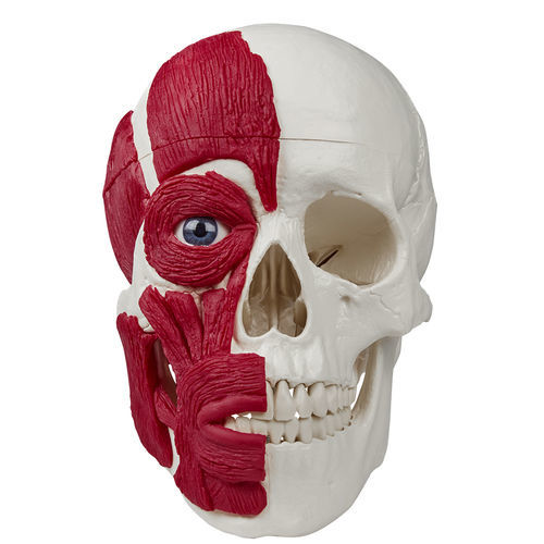 Anatomisches Schädelmodell - 4514 - Erler-Zimmer - für die Ausbildung / mit Muskulatur / mit Gelenk