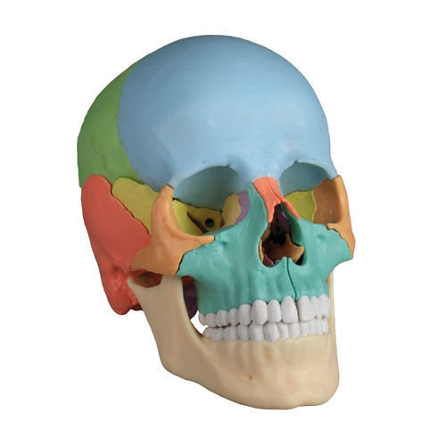 Anatomisches Schädelmodell - 4708 - Erler-Zimmer - Ausbildung / männlich