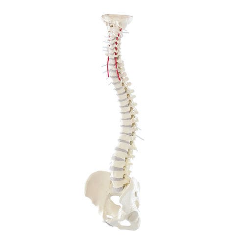 Anatomisches Modell / Wirbelsäule - 4006 - Erler-Zimmer - Arteria vertebralis / für die Ausbildung / mit abnehmbarem Becken