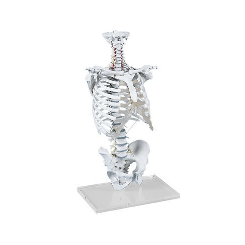 Anatomisches Modell / Rückenmark - 4020 - Erler-Zimmer - Schädel / Wirbelsäule / Thorax