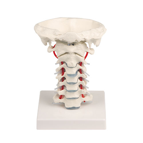 Halswirbelsäule anatomisches Modell - 4073 - Erler-Zimmer - für die Ausbildung