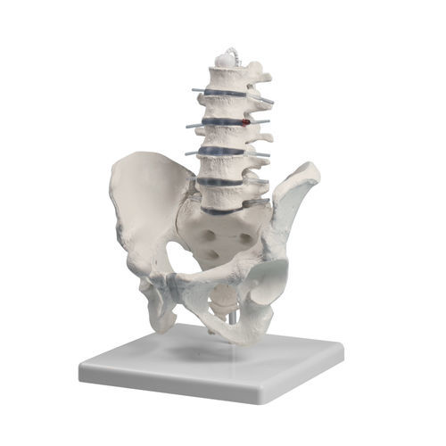 Anatomisches Modell / Becken - 4040 - Erler-Zimmer - Lendenwirbelsäule / für die Ausbildung