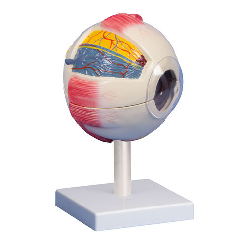 Auge anatomisches Modell - F220 - Erler-Zimmer - für die Ausbildung