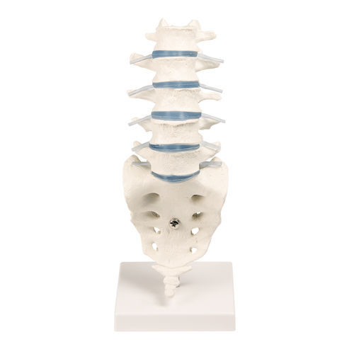 Anatomisches Modell / Wirbelsäule - 4036 - Erler-Zimmer - Lendenwirbelsäule / für die Ausbildung