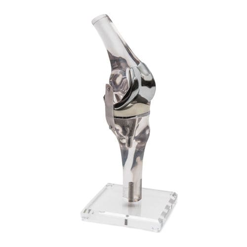 Anatomisches Modell / Knie - 4449 - Erler-Zimmer - Ausbildung / transparent