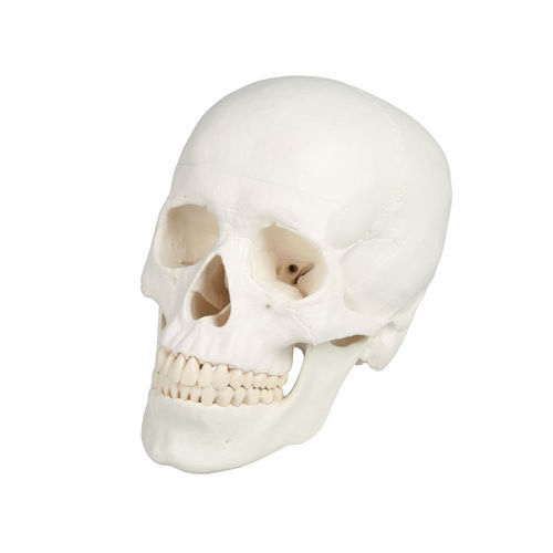 Anatomisches Schädelmodell - 4500 - Erler-Zimmer - Ausbildung / männlich