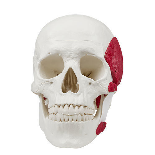 Anatomisches Schädelmodell - 4512 - Erler-Zimmer - Schläfen / Ausbildung / männlich