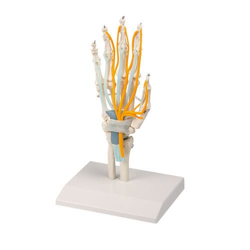 Anatomisches Modell / Hand - 6011 - Erler-Zimmer - Ausbildung / mit Nerven