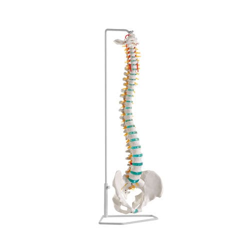 Anatomisches Modell / Wirbelsäule - A250 - Erler-Zimmer - Ausbildung / flexibel
