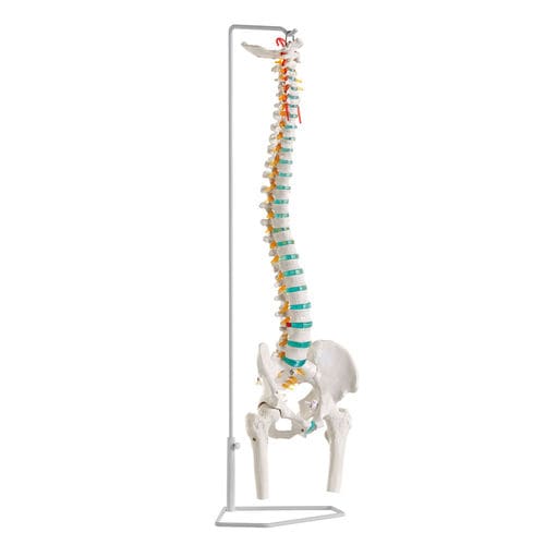 Anatomisches Modell / Wirbelsäule - A251 - Erler-Zimmer - Ausbildung / flexibel