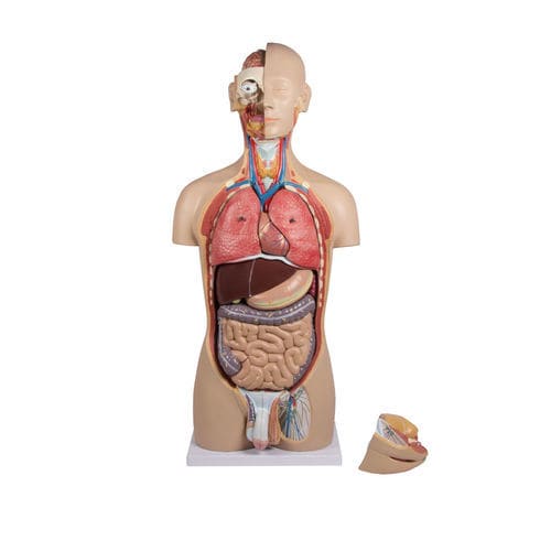 Anatomisches Modell / Rumpf - B235 - Erler-Zimmer - Ausbildung / zweigeschlechtlich