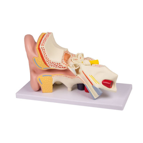 Ohr anatomisches Modell - E210 - Erler-Zimmer - Ausbildung