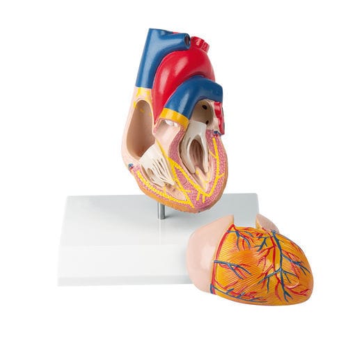 Anatomisches Herzmodell - G207 - Erler-Zimmer - Ausbildung / Kunststoff