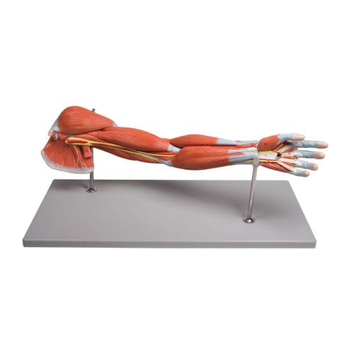 Anatomisches Muskelmodell - M211 - Erler-Zimmer - Arm / Ausbildung