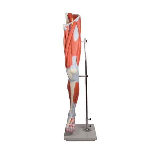 Anatomisches Muskelmodell - M220 - Erler-Zimmer - Bein / Ausbildung