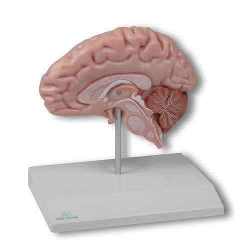Anatomisches Gehirnmodell - C915 - Erler-Zimmer - für die Ausbildung