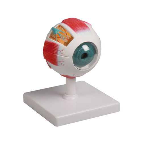 Auge anatomisches Modell - F210 - Erler-Zimmer - für die Ausbildung
