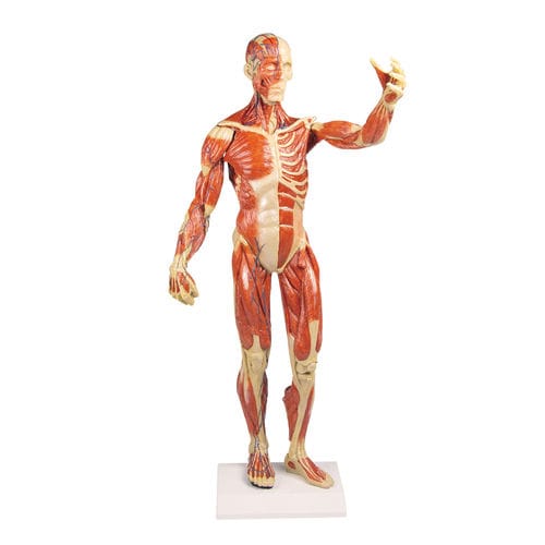 Anatomisches Muskelmodell - B90 - Erler-Zimmer - Ganzkörper / für die Ausbildung