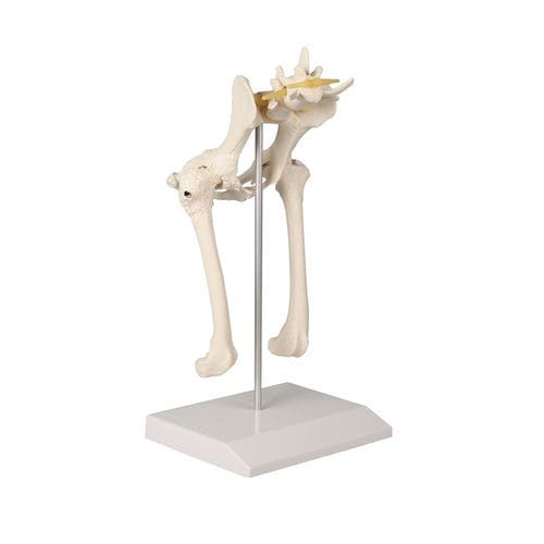 Hüfte anatomisches Modell - VET1060 - Erler-Zimmer - Becken / für Veterinärbehandlung / Hund